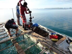 Pearl farmers on a work boat lifting a line of oysters from the lagoon
